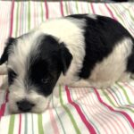 Lewis – Miniature Schnoodle $2500