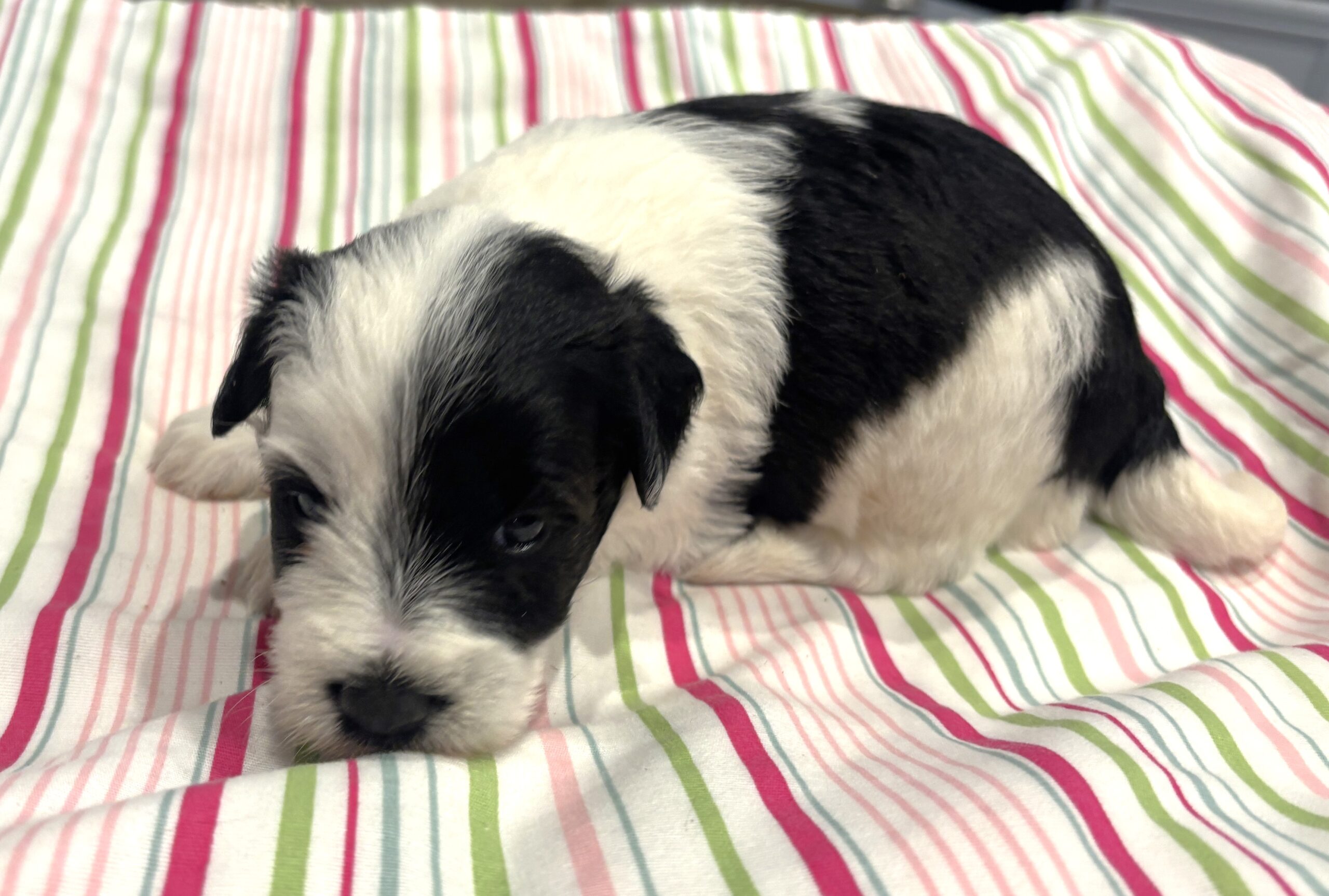 Lewis – Miniature Schnoodle $2500