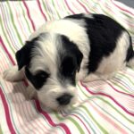 Lewis – Miniature Schnoodle $2500