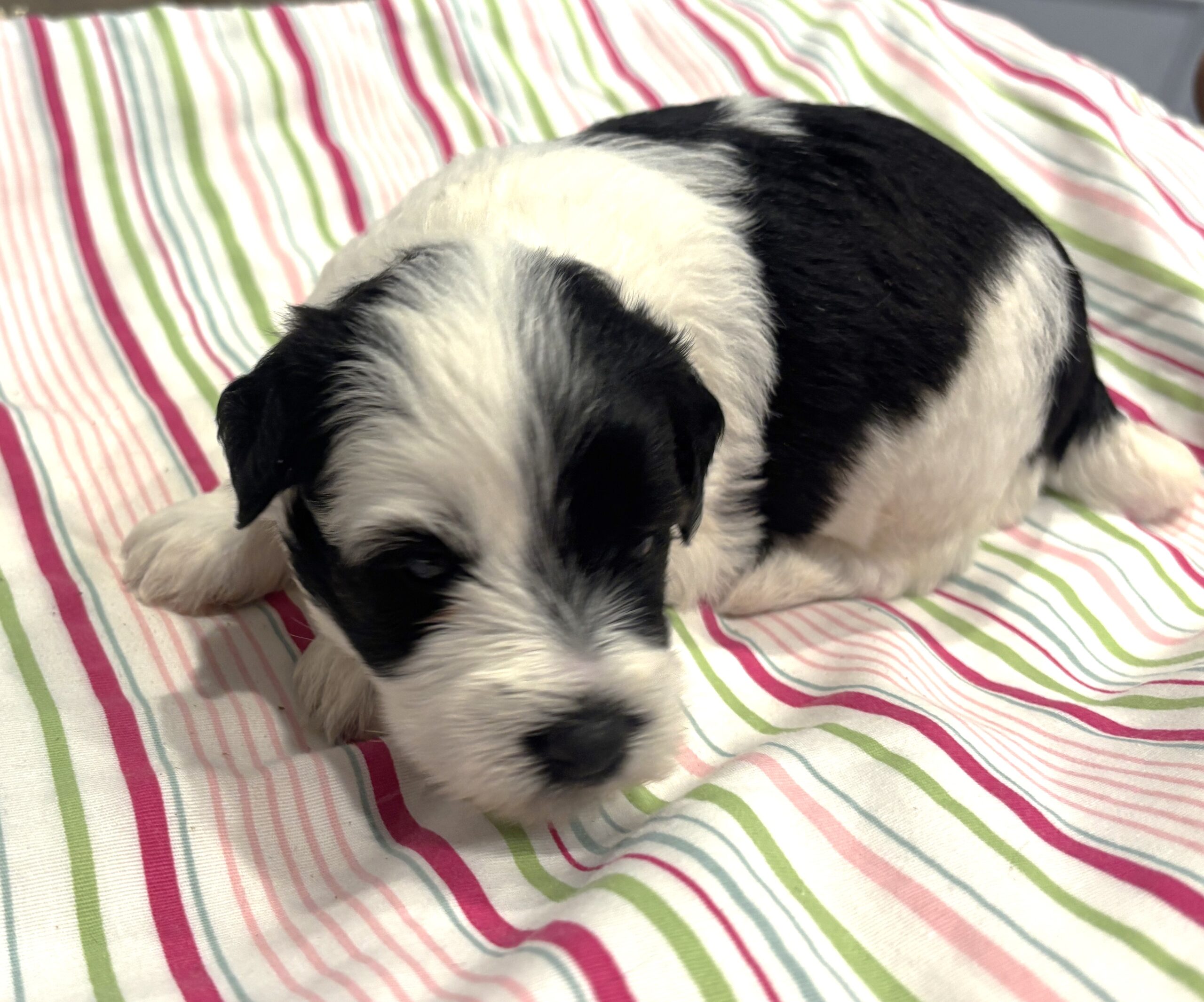 Lewis – Miniature Schnoodle $2500