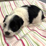 Lewis – Miniature Schnoodle $2500