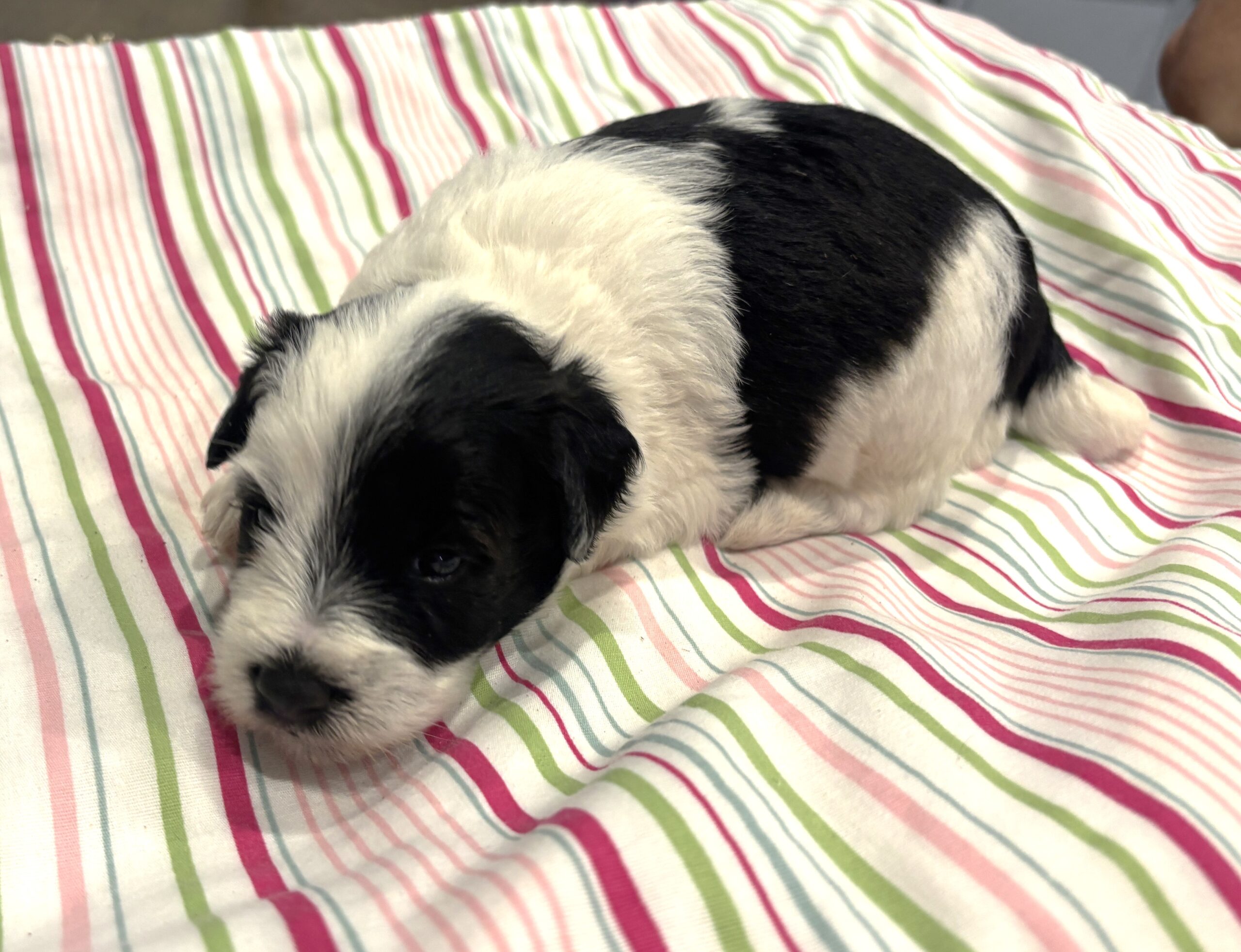 Lewis – Miniature Schnoodle $2500