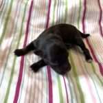 Lilac – Toy Schnauzer $2700