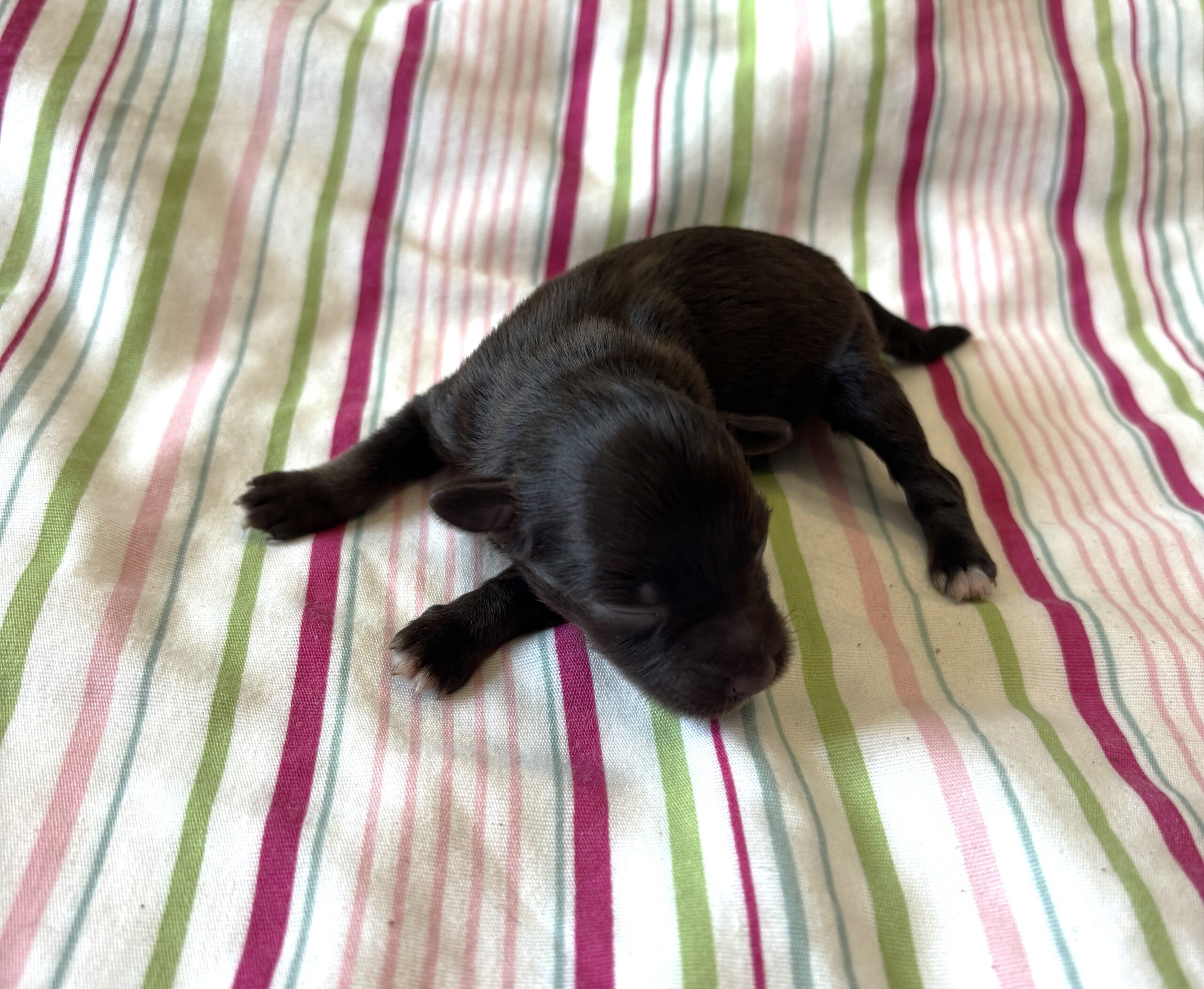 Lilac – Toy Schnauzer $2700