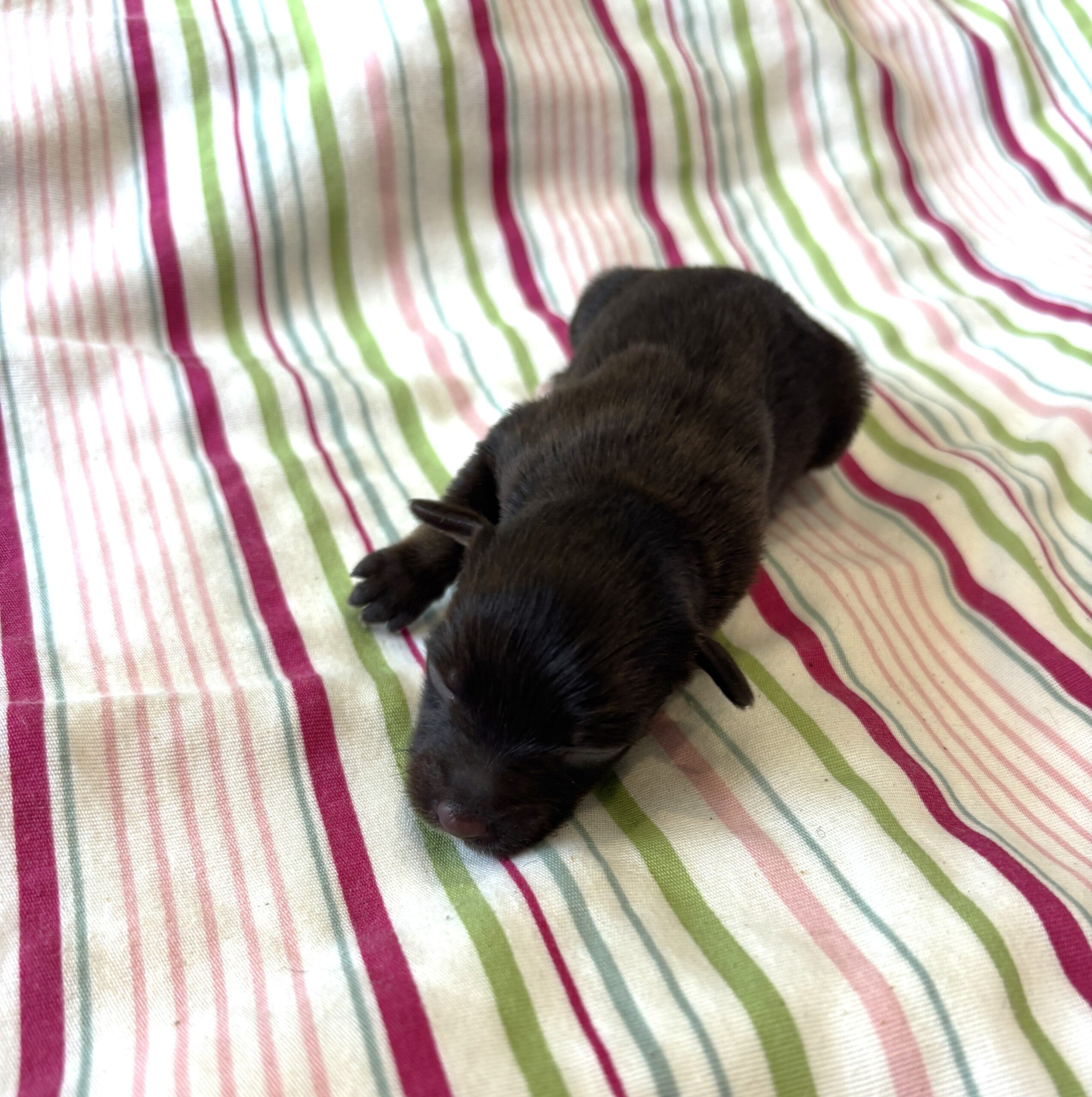 Lilac – Toy Schnauzer $2700