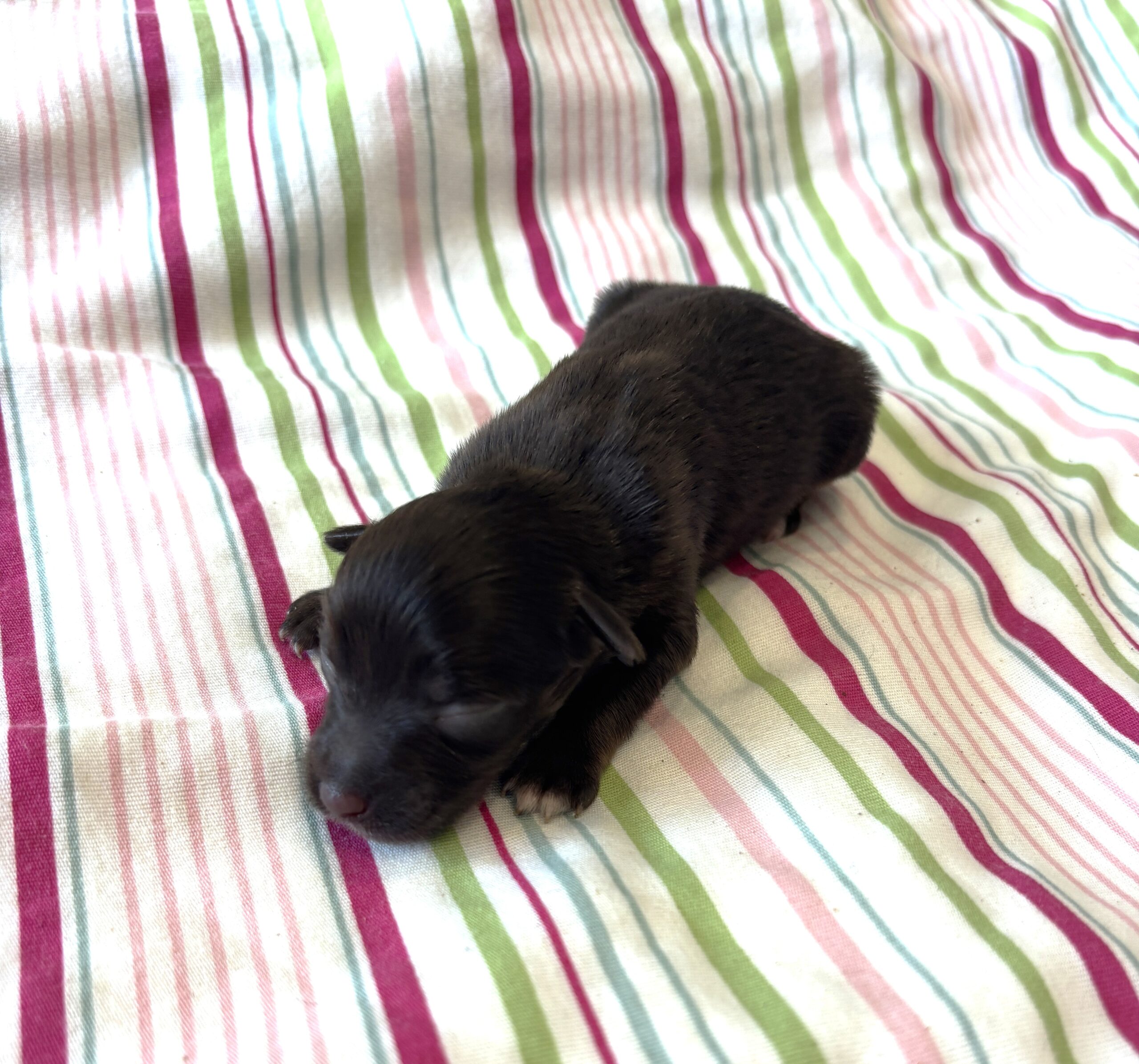 Lilac – Toy Schnauzer $2700