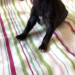 Lilac – Toy Schnauzer $2700