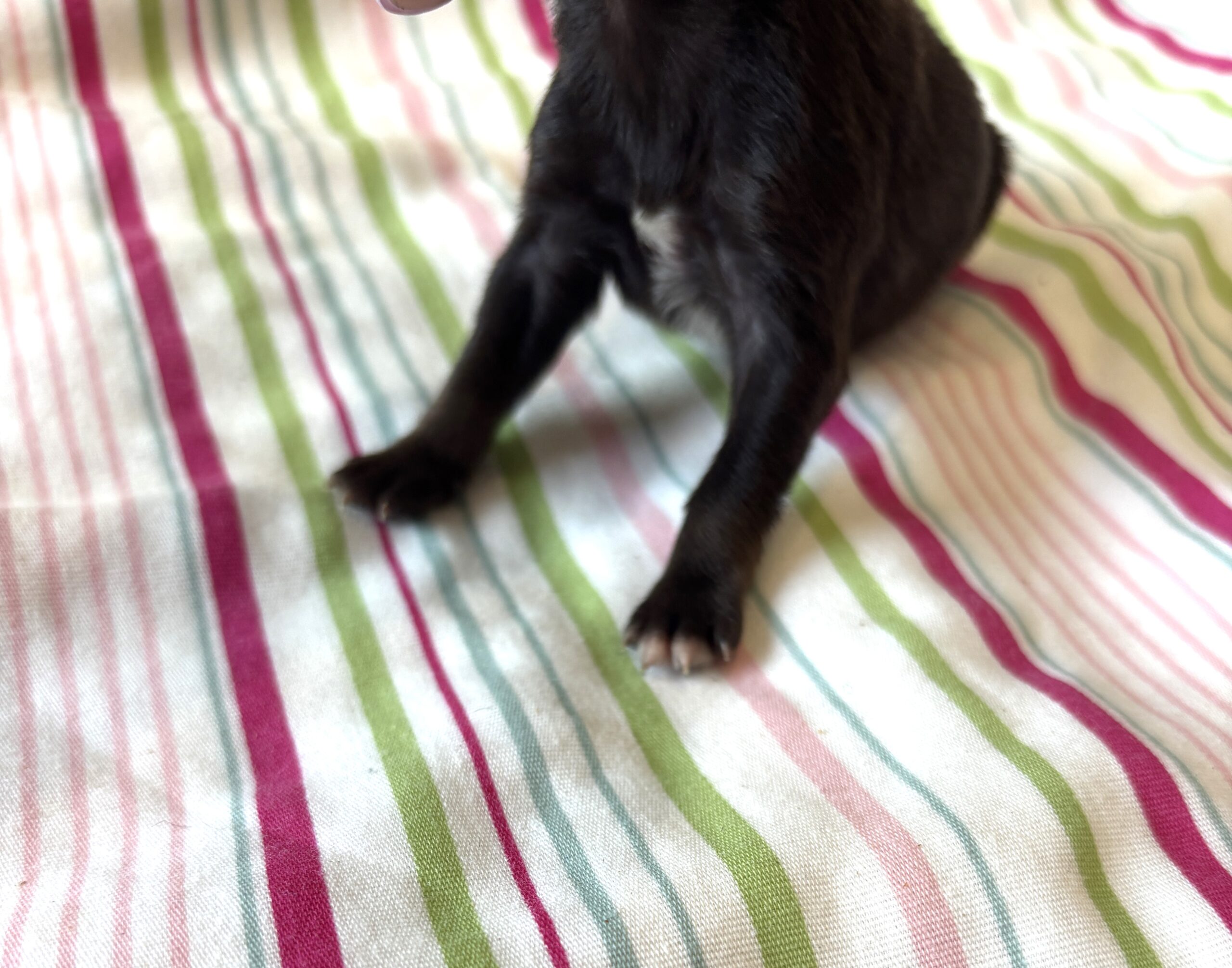 Lilac – Toy Schnauzer $2700