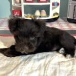 Lilac – Toy Schnauzer $2400