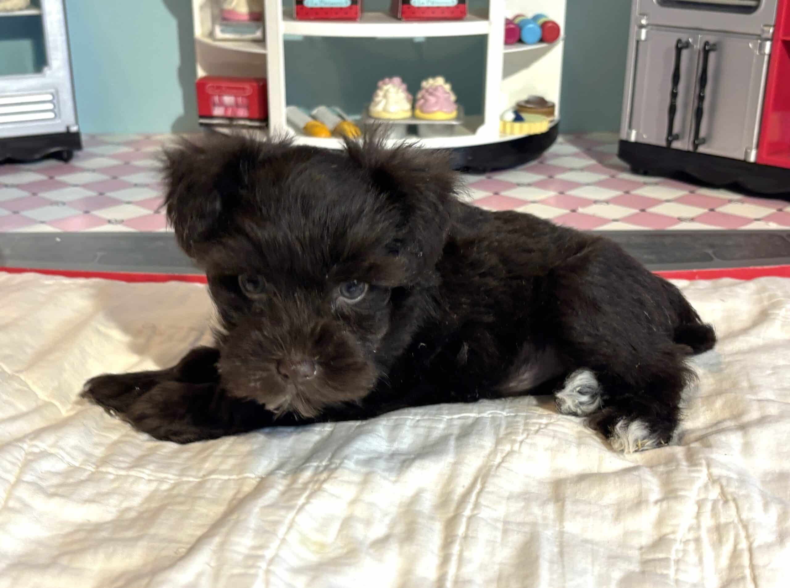 Lilac – Toy Schnauzer $2400