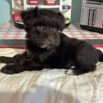 Lilac – Toy Schnauzer $2400