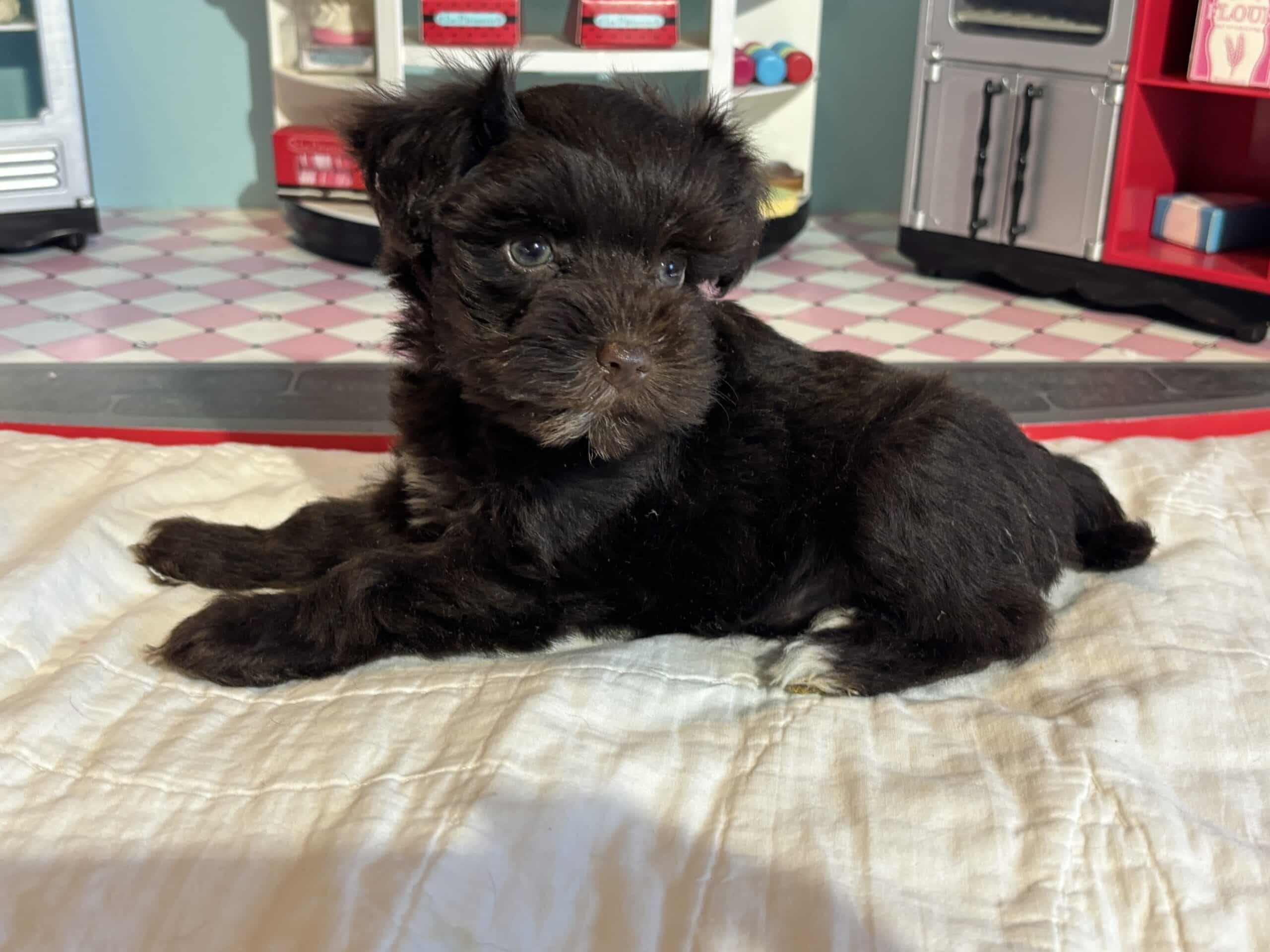 Lilac – Toy Schnauzer $2400