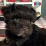 Lilac – Toy Schnauzer $2400