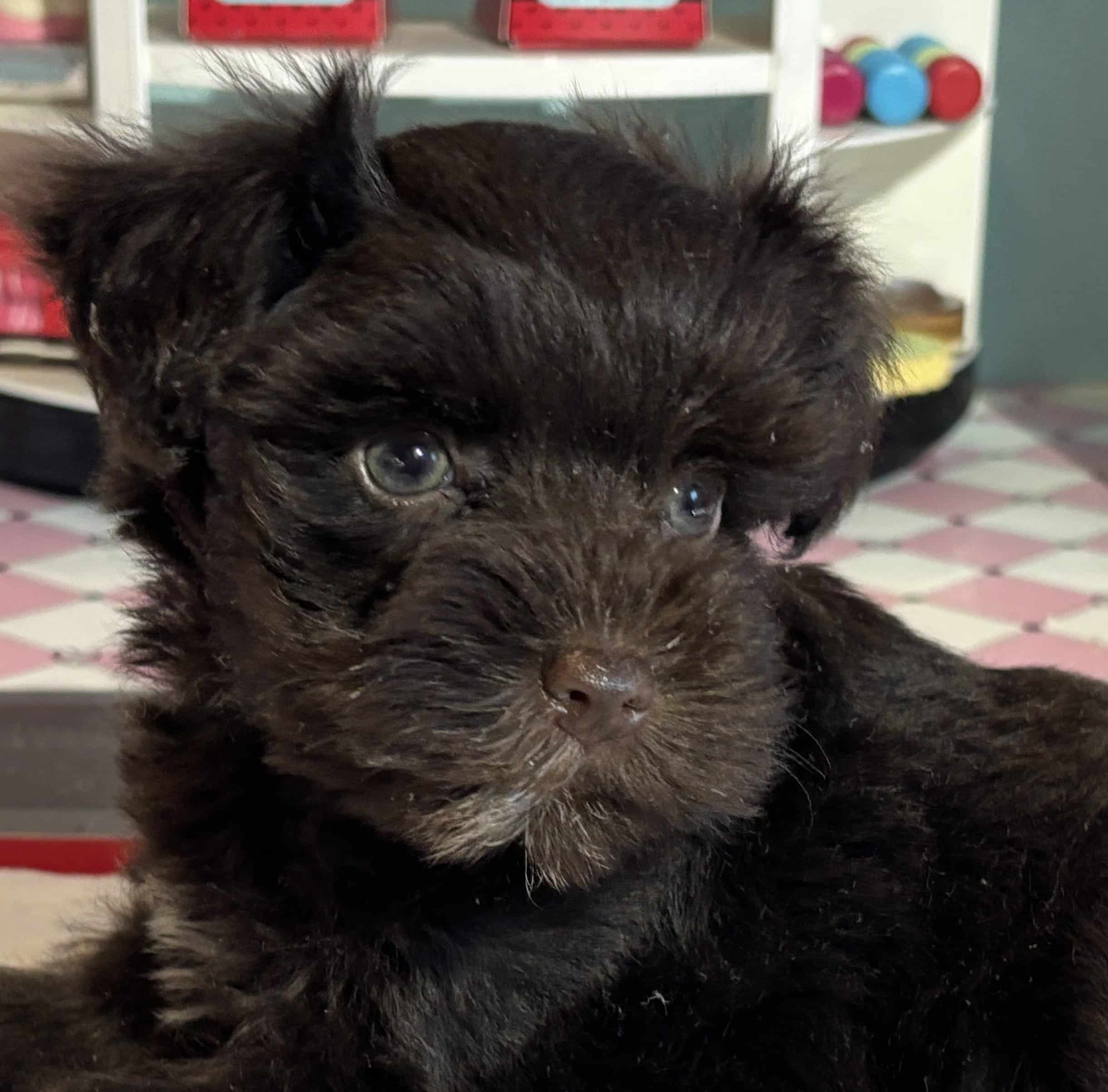 Lilac – Toy Schnauzer $2400