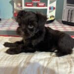 Lilac – Toy Schnauzer $2400