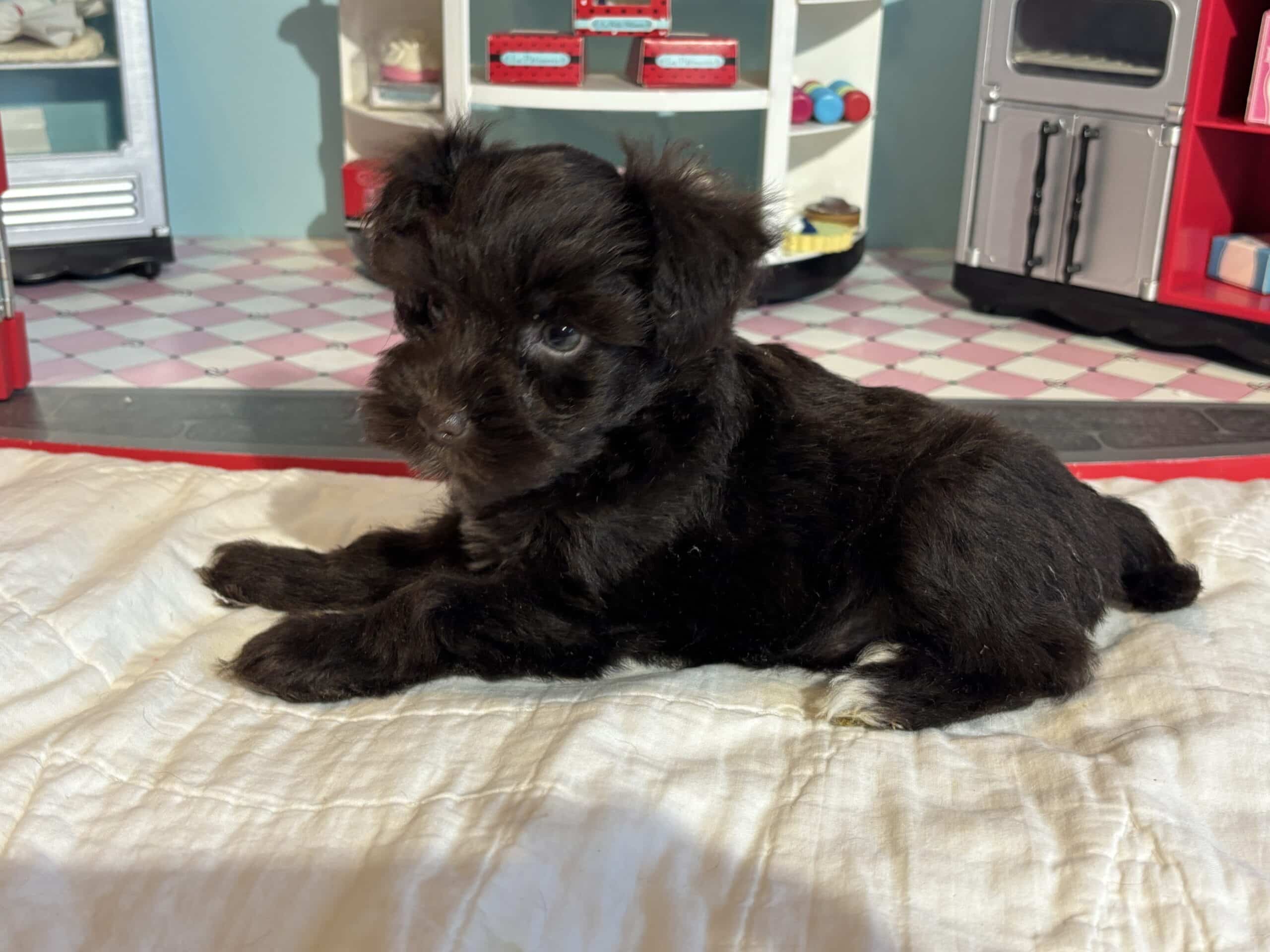 Lilac – Toy Schnauzer $2400