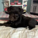 Lilac – Toy Schnauzer $2400