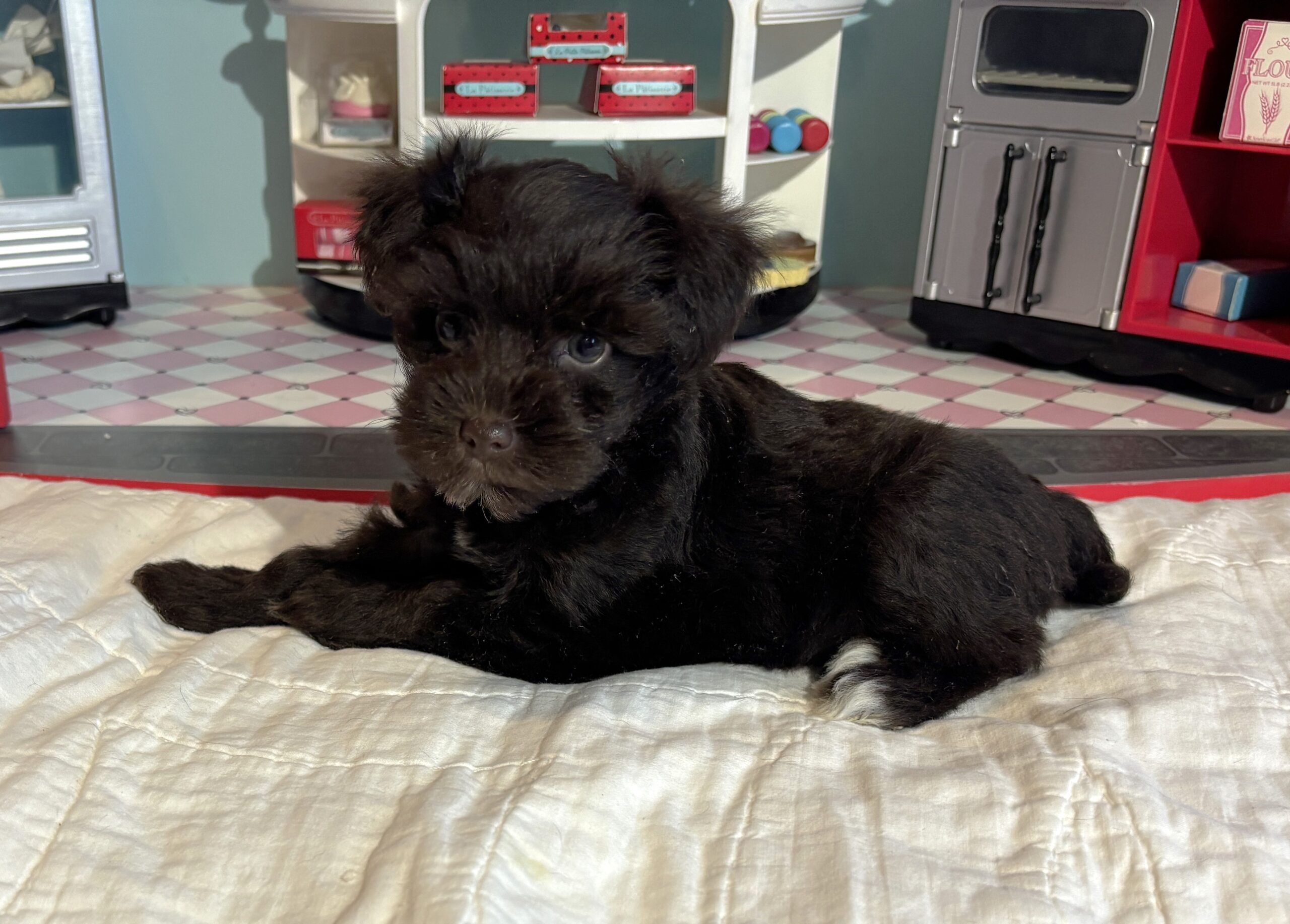 Lilac – Toy Schnauzer $2400
