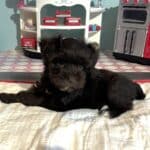 Lilac – Toy Schnauzer $2400