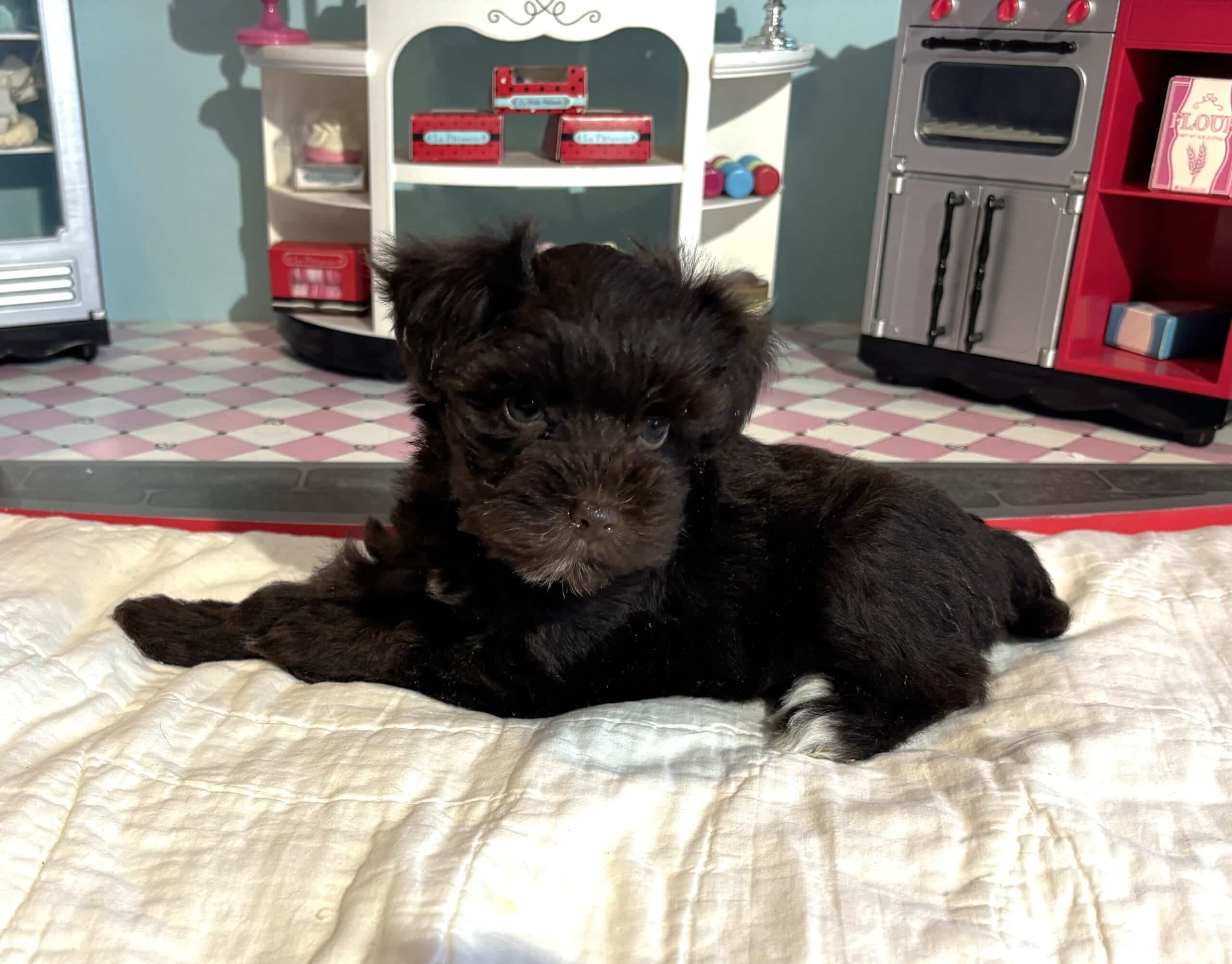 Lilac – Toy Schnauzer $2400