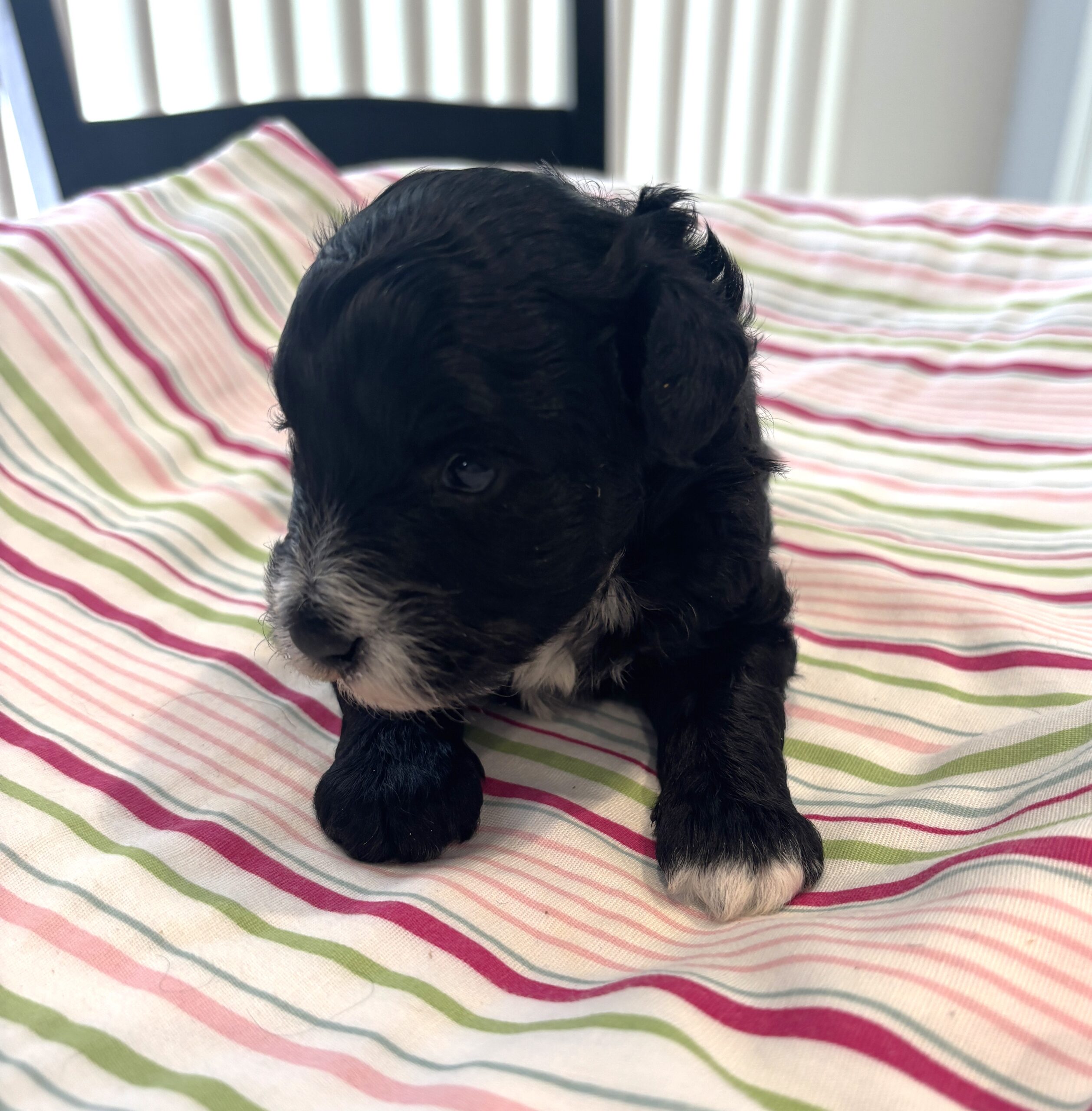 Lucky – Miniature Schnoodle $2000