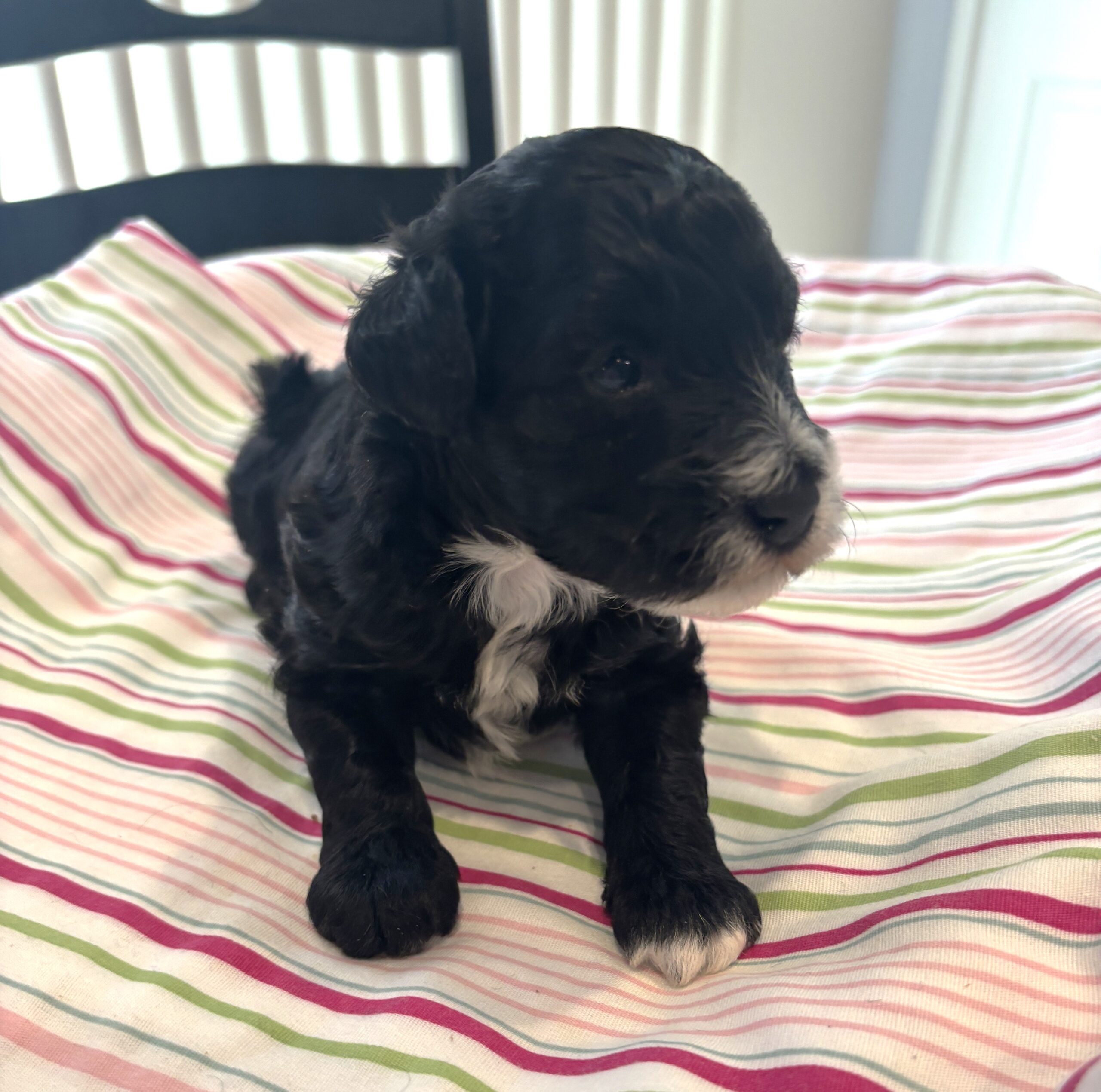 Lucky – Miniature Schnoodle $2000