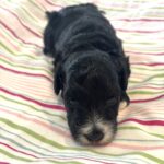 Lucky – Miniature Schnoodle $2000