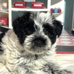 Maggie – Miniature Schnoodle  $2700