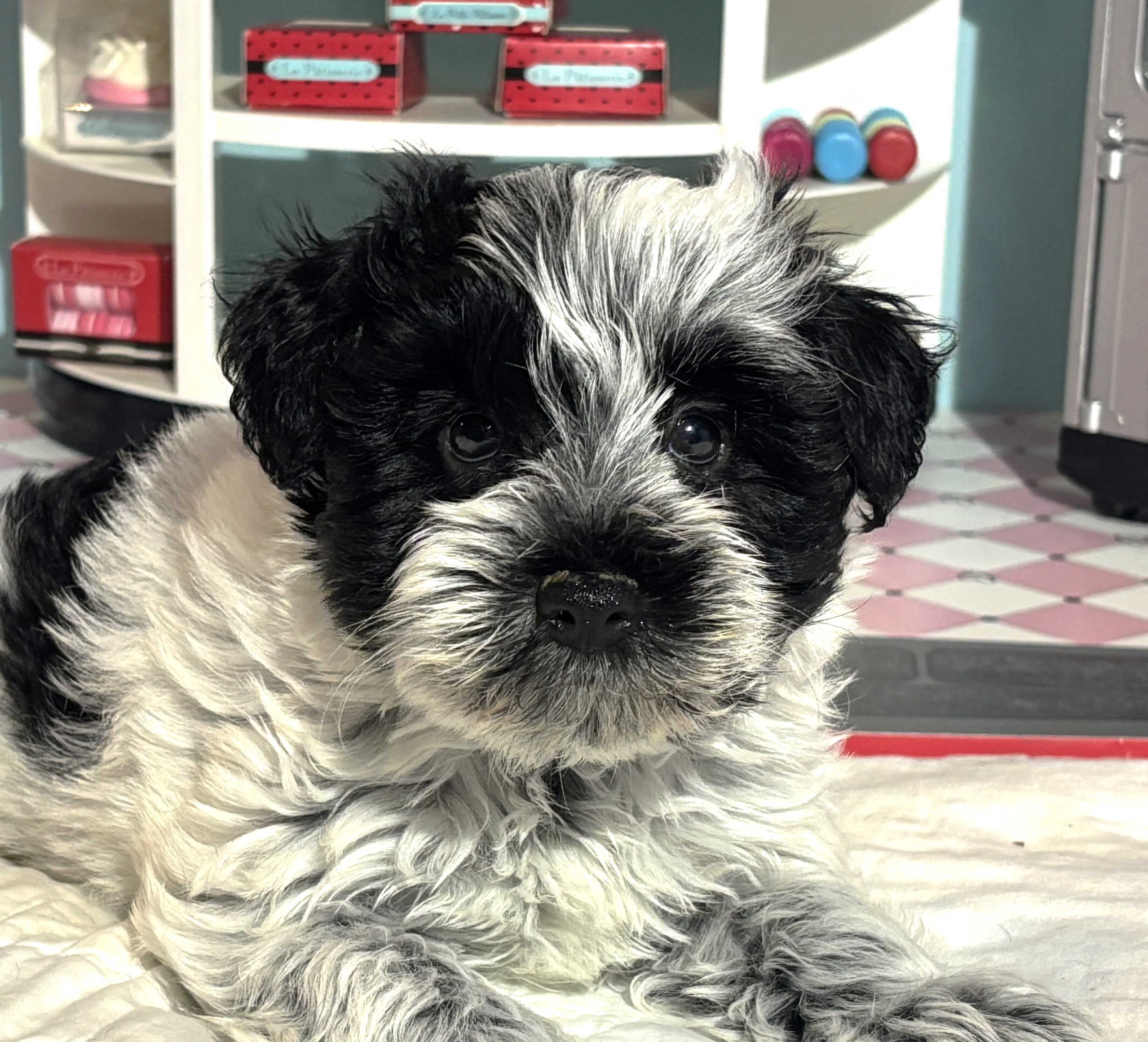 Maggie – Miniature Schnoodle  $2700