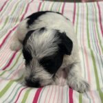Maggie – Miniature Schnoodle  $2500