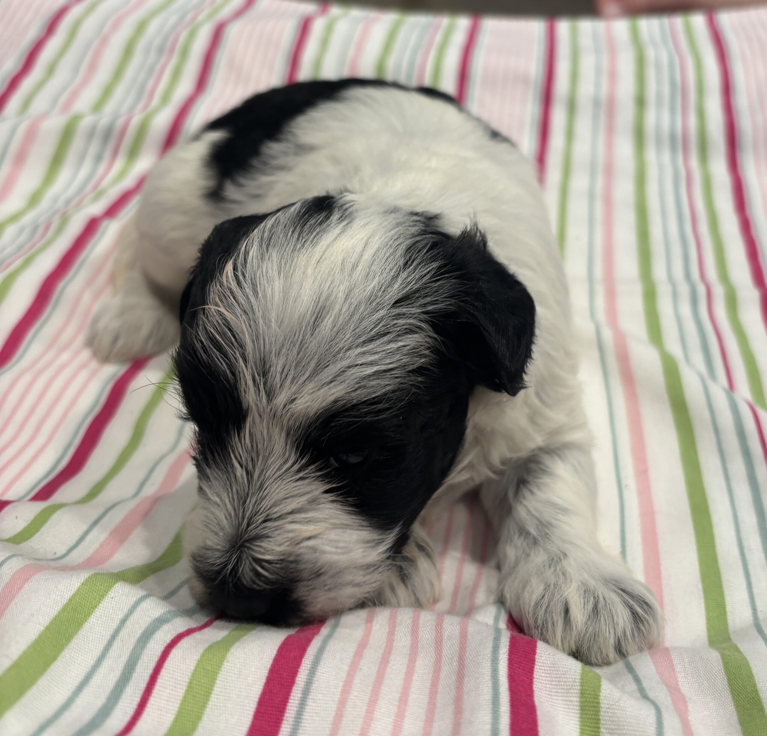 Maggie – Miniature Schnoodle  $2500