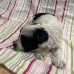 Maggie – Miniature Schnoodle  $2500