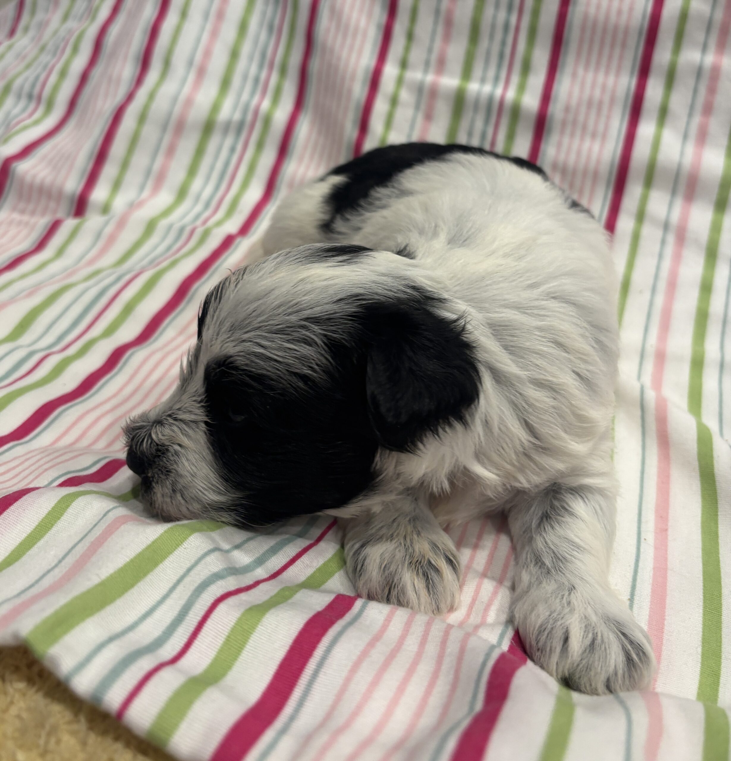 Maggie – Miniature Schnoodle  $2500