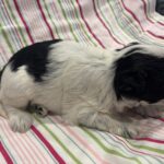 Maggie – Miniature Schnoodle  $2500