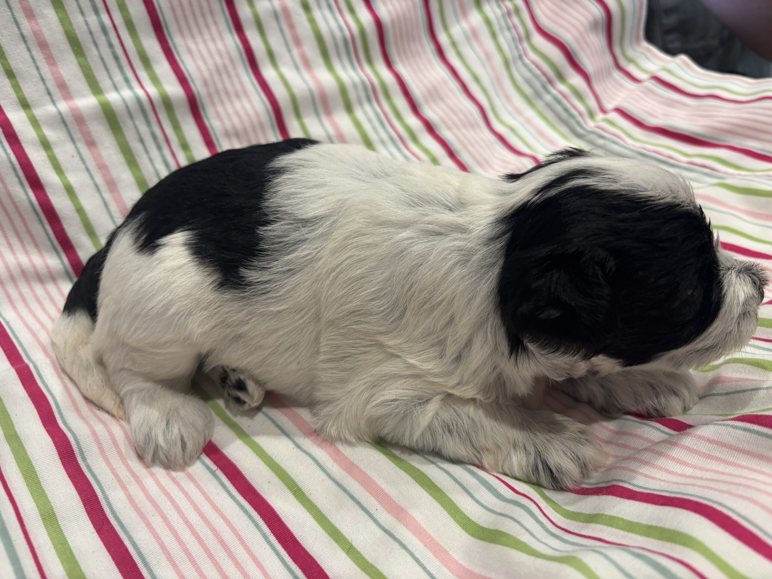Maggie – Miniature Schnoodle  $2500