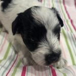 Maggie – Miniature Schnoodle  $2500