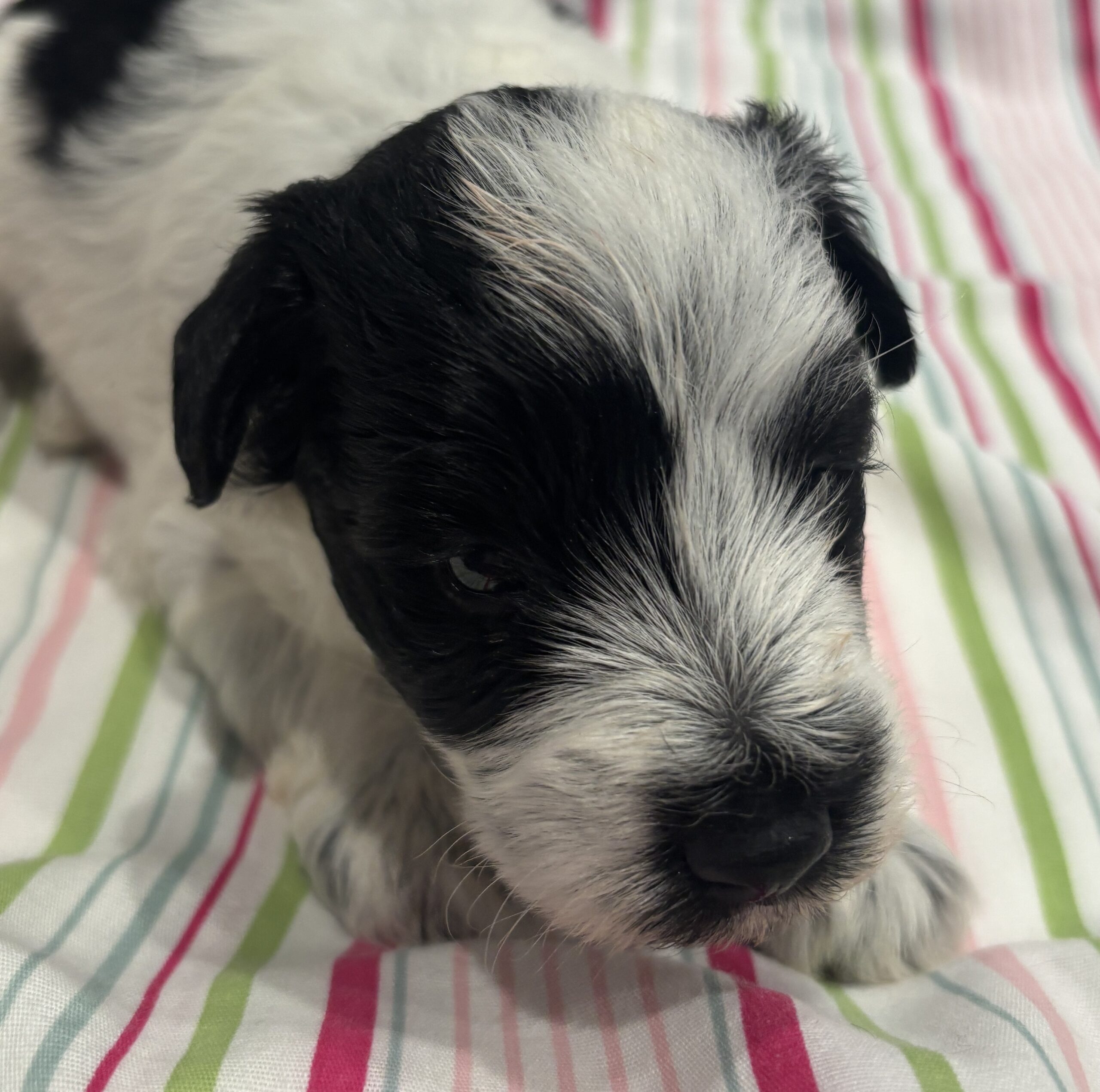 Maggie – Miniature Schnoodle $2500