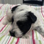 Maggie – Miniature Schnoodle  $2500