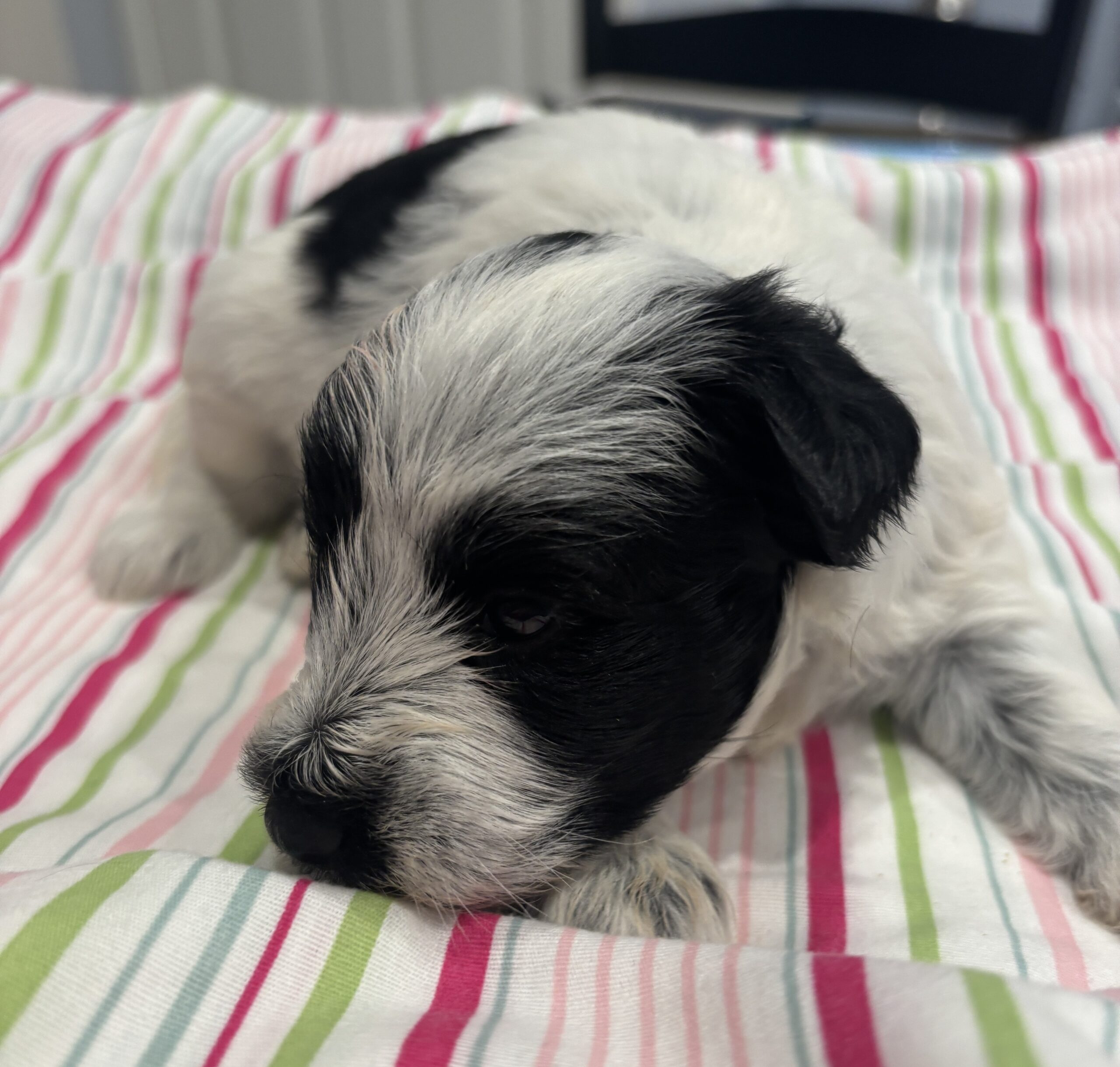 Maggie – Miniature Schnoodle  $2500