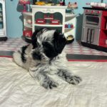 Maggie – Miniature Schnoodle  $2700