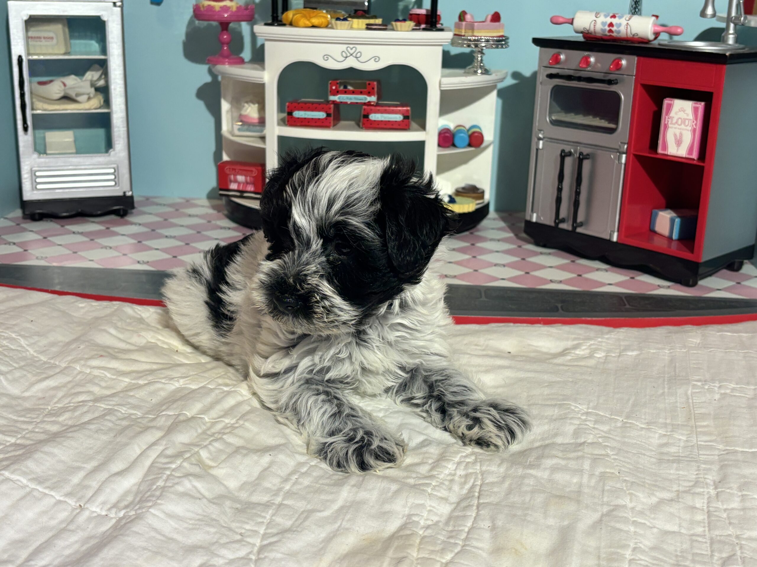 Maggie – Miniature Schnoodle  $2700