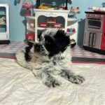 Maggie – Miniature Schnoodle  $2700
