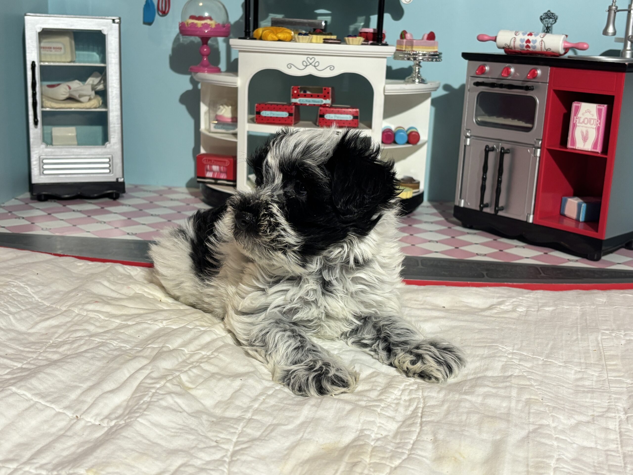 Maggie – Miniature Schnoodle  $2700