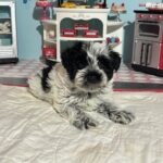 Maggie – Miniature Schnoodle  $2700
