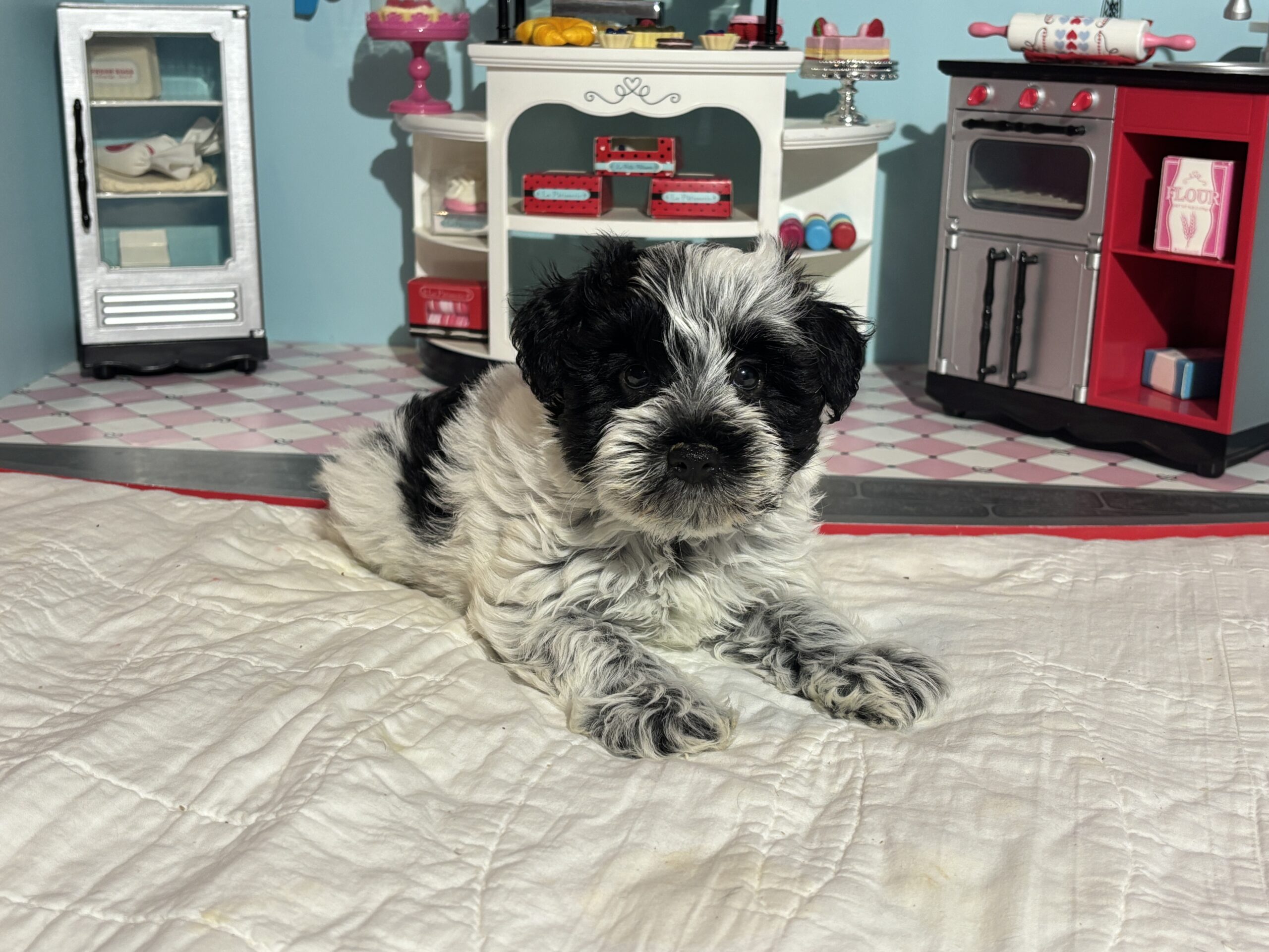 Maggie – Miniature Schnoodle  $2700