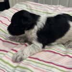 Marge – Miniature Schnoodle $2500
