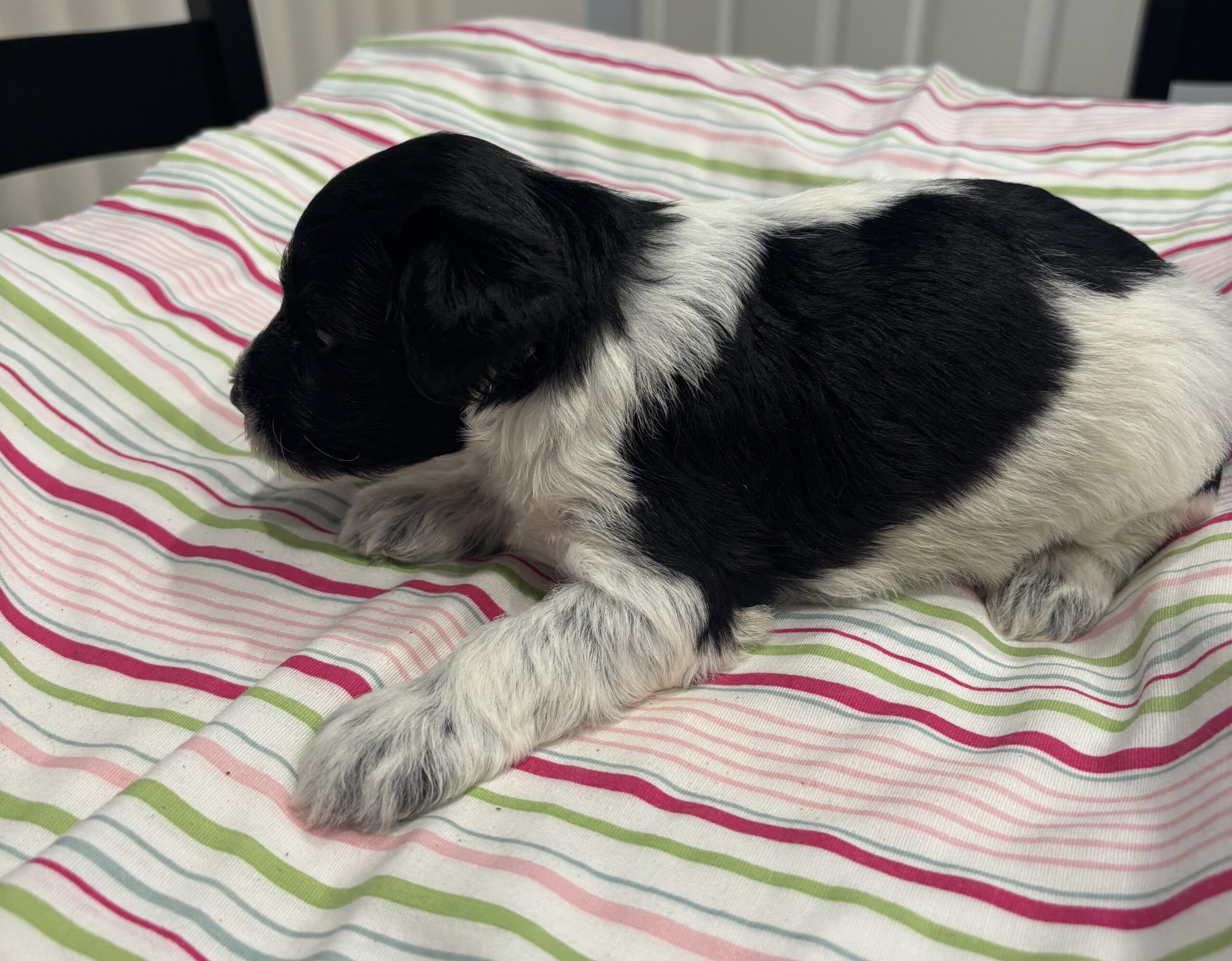 Marge – Miniature Schnoodle $2500