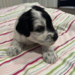 Marge – Miniature Schnoodle $2500