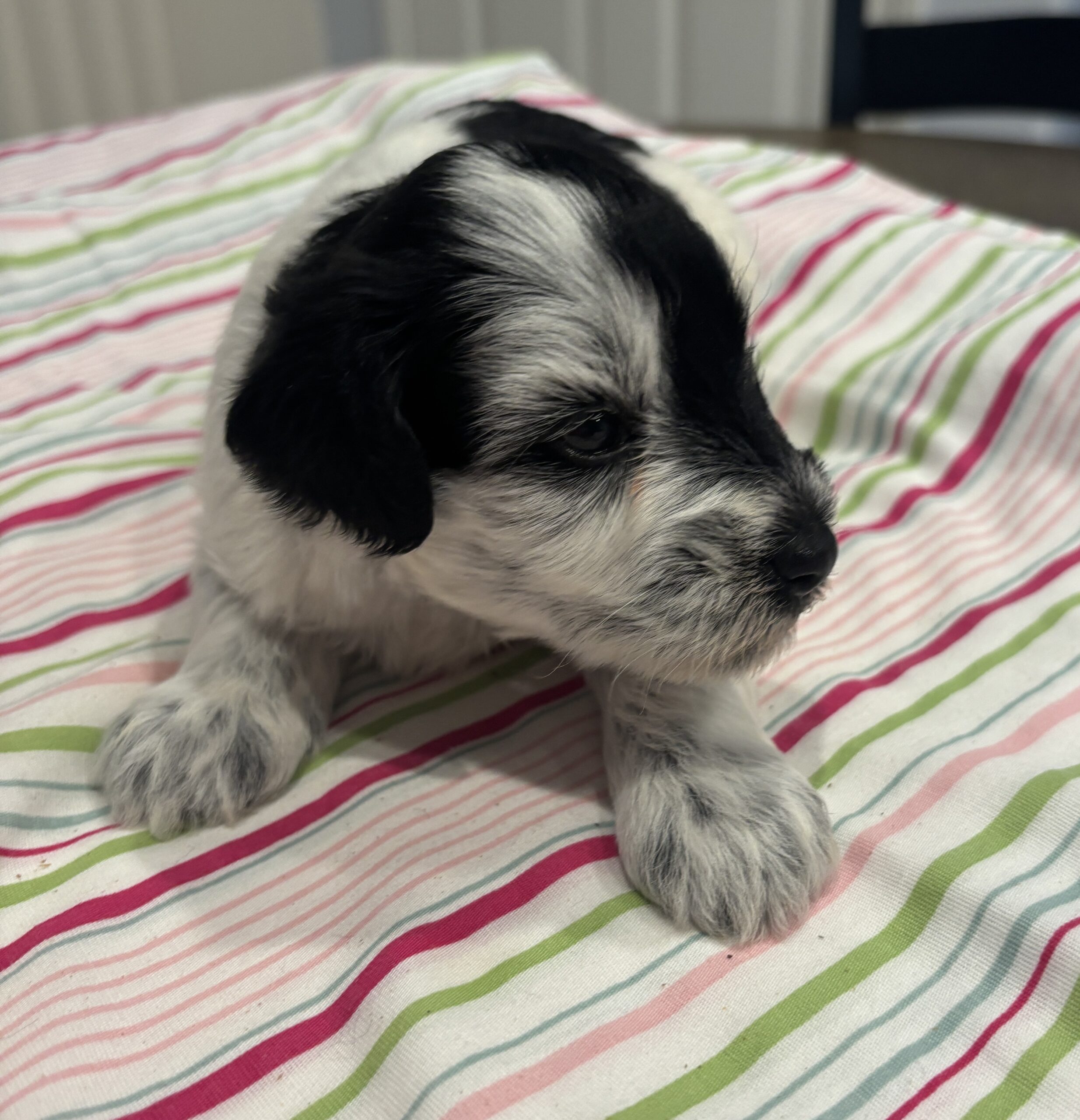 Marge – Miniature Schnoodle $2500