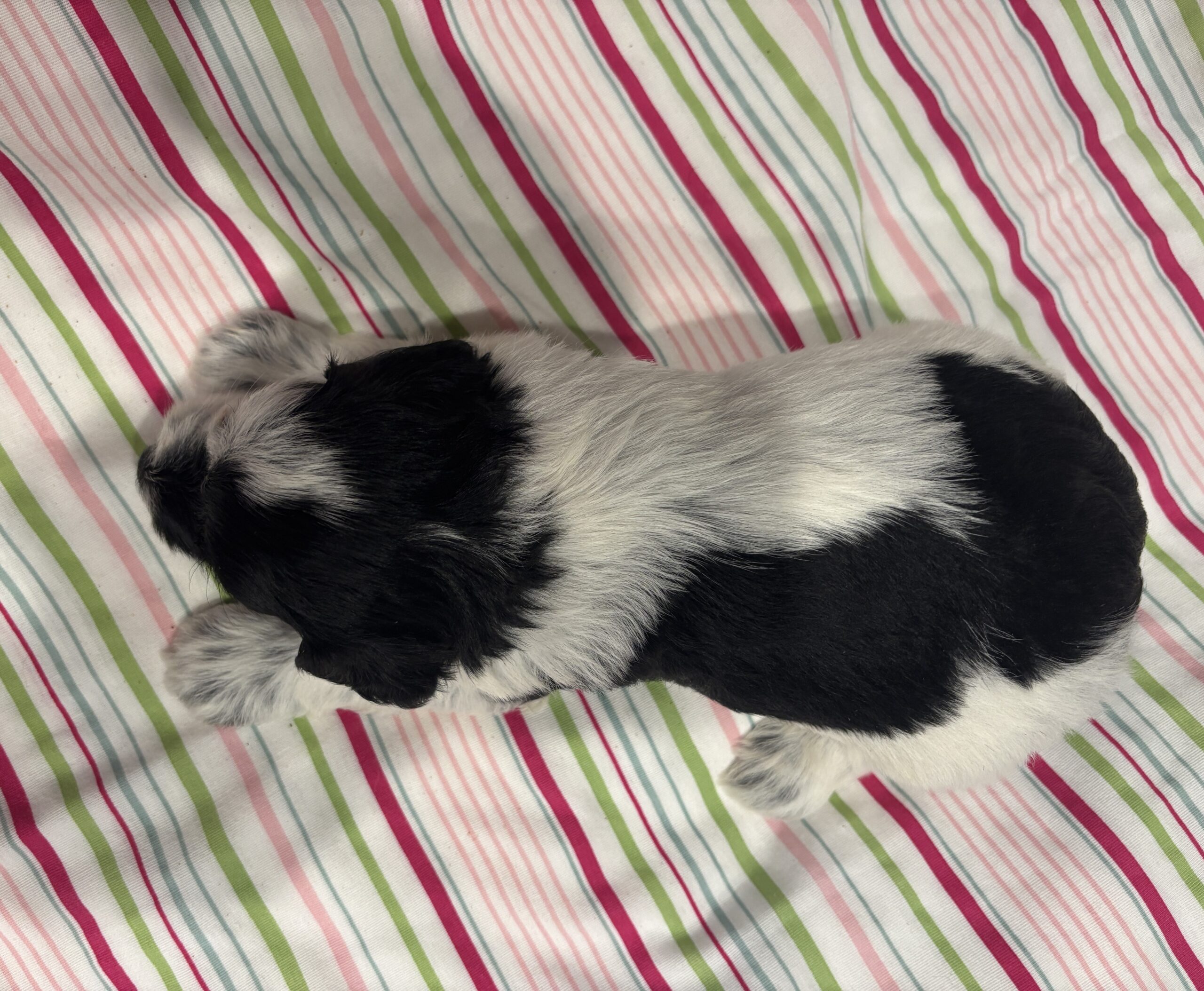 Marge – Miniature Schnoodle $2500